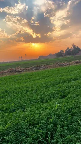 المشي في الريف المصري اكبر سبب لأسباب دخول  الطمأنينة إلى القلب قران_كريم #محمد_صديق_المنشاوي 