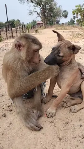 lâu lâu mới gặp nó quấn thấy sợ #tuyetsao30 