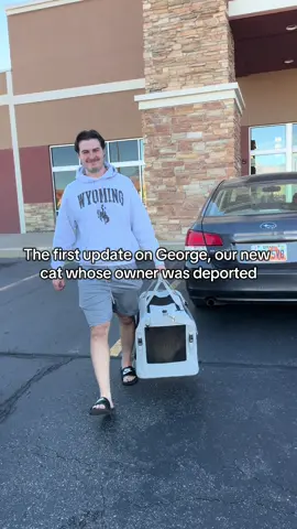 We are located in Southern Utah, so spread the word and maybe we can help him reach his owner. We’d love any and all of your tips while we are navigating this process. We have not adopted an adult cat before, much less one who has gone through what poor George has.  #deportation #ice #adoptdontshop #cat 