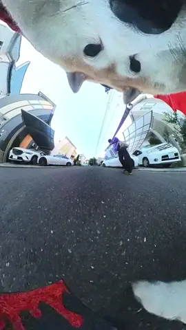 たぶん柴犬？ #柴犬 #犬のいる生活 