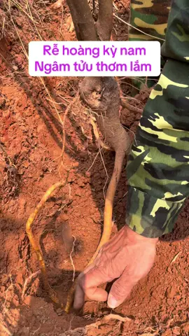 @09-88-110-126#thaoduocthiennhien #xuhuongthinhhanh #bothan #hoangkynam 