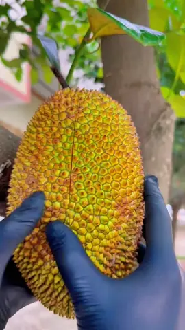 bibit cempedak, #cempedak #bibitcempedak 