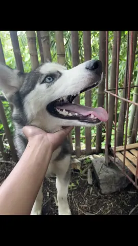 hese cicing#pecintaanjing #husky #fotolivetiktok #CapCut 