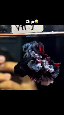 Ko chịu buộc chịu😅 #xuhuong #bettafish #cacanh #bettathailand #bettaindonesia 
