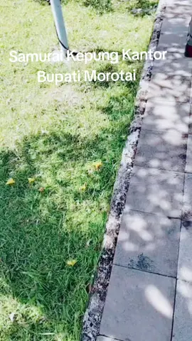 Demo Samurai Kepung Kantor Bupati Morotai