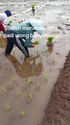 #pertanian #sawah #ngapak #viral #fyppppppppppppppppppppppp 