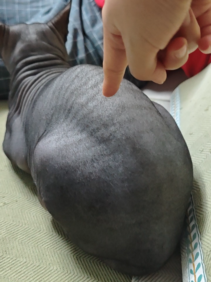 sướng con mắt #mèo #meow #funny #fyp