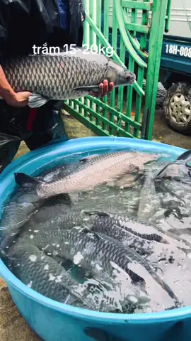 #viralvideo #xuhuong2023 #live #videoviral #hồkoiđẹp 