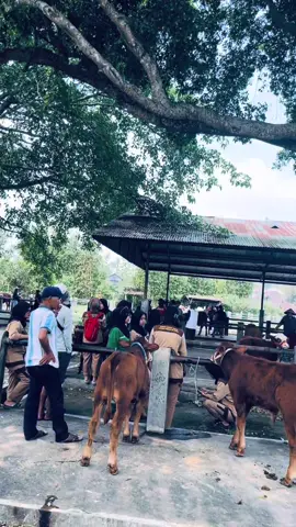 #sapi #appsi #sapiviral #sapilimosinsuper #magelang24jam 