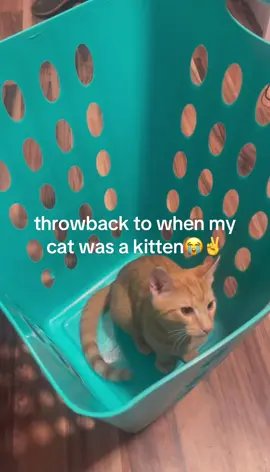 son😭😭😭😭 #cat #fyp #viral #catsoftiktok #foryoupage 