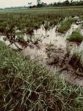 Một cành hoa rơi ngang vai anh xin đi tay với lấy