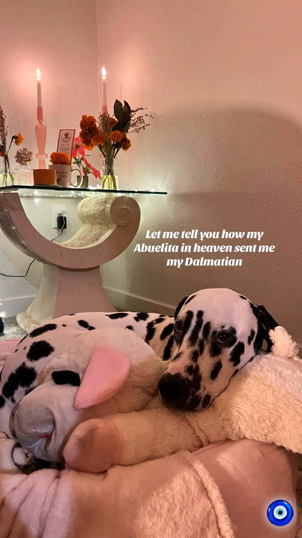 Abuelita helped fulfill my wish of getting my dream dog 🩷🙏🏼 @MarcJacobsFragrances @marcjacobs  #dalmatian #abuelita #marcjacobs #marcjacobsfragrances 