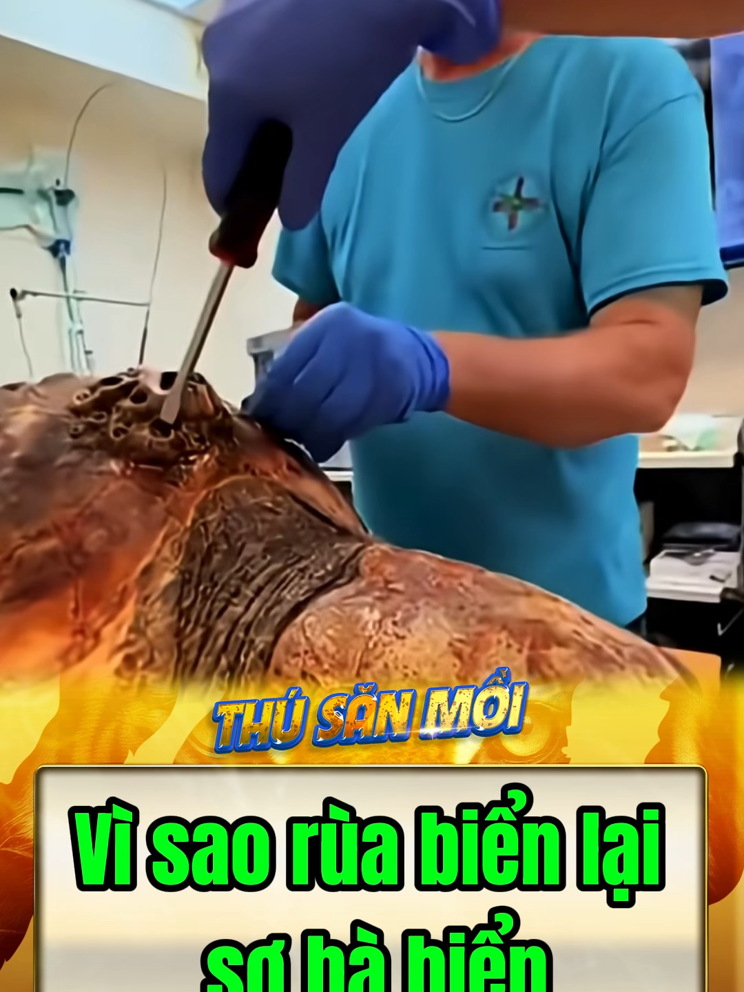 Vì sao rùa biển sống hàng trăm năm vẫn sợ hà biển #dongvat #animals #tocdo #thegioidongvat