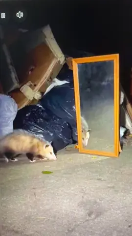 When a possum sees itself in a mirror. 
