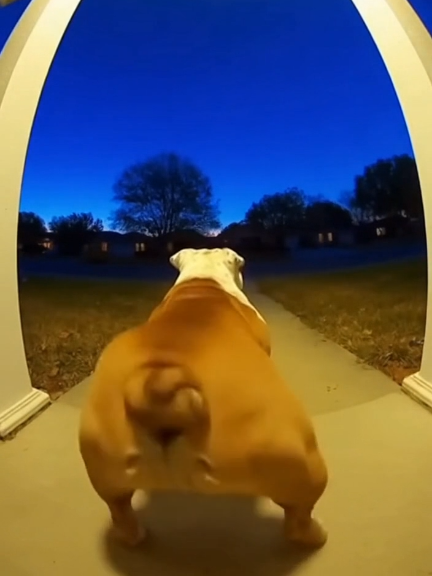 Shake it #funnyanimals 