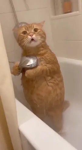 Lululala.. #cat #animation #kitty #fyp #viral 