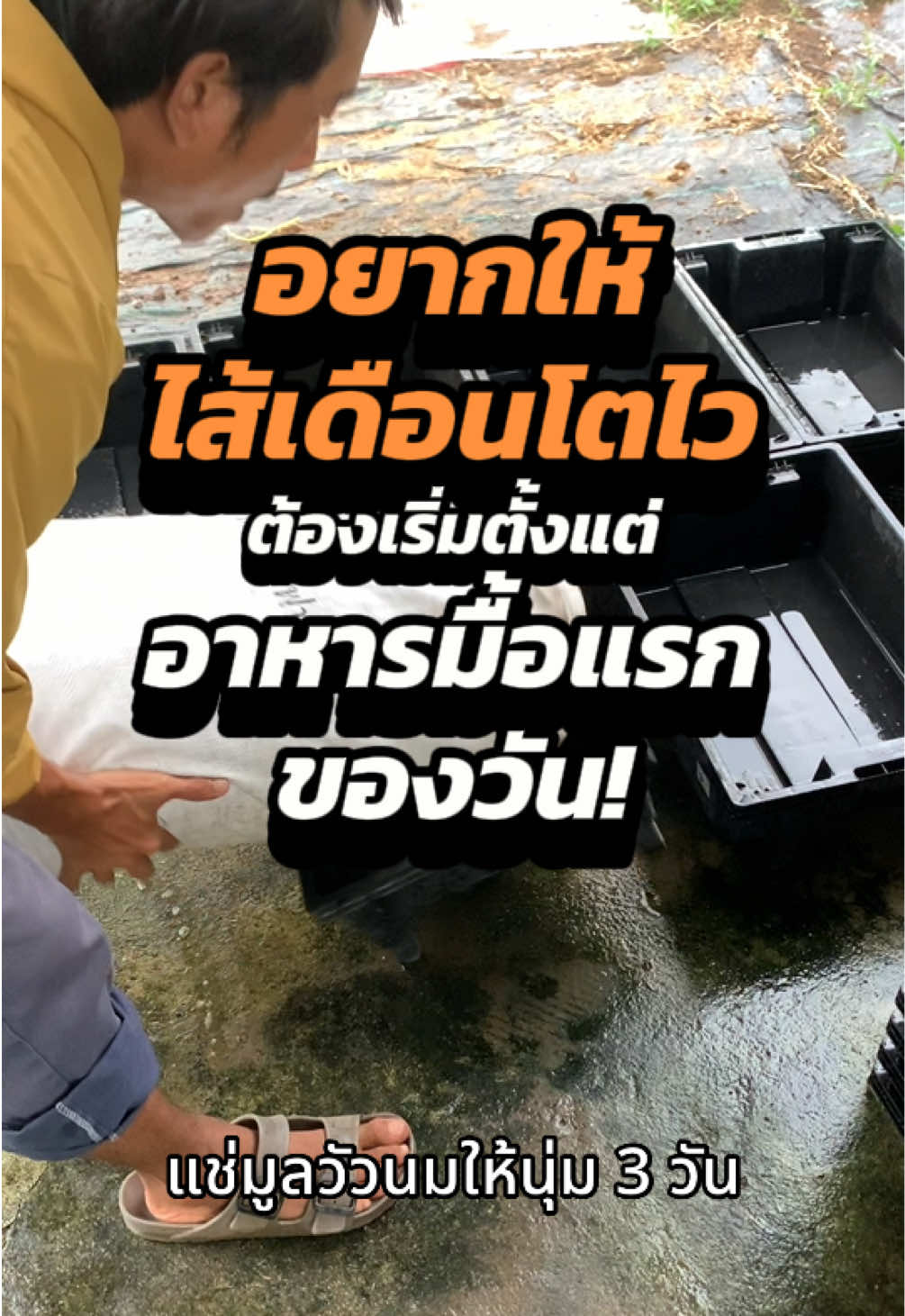 อาหารเช้าอาเจ็กไม่ได้มีแต่กาแฟ ☕ แต่มี “มูลวัวนมหมักนุ่มๆ” สำหรับลูกๆ ในกระบะด้วย 🪱💚 เพราะอาเจ็กเชื่อว่า..อาหารดี ไส้เดือนก็แข็งแรง ดิ้นแรง พร้อมลุยทุกออเดอร์! #อาเจ็กไส้เดือน #อาหารไส้เดือน #อาหารดีดิ้นแรง #ไส้เดือนตกปลา #เลี้ยงไส้เดือน 