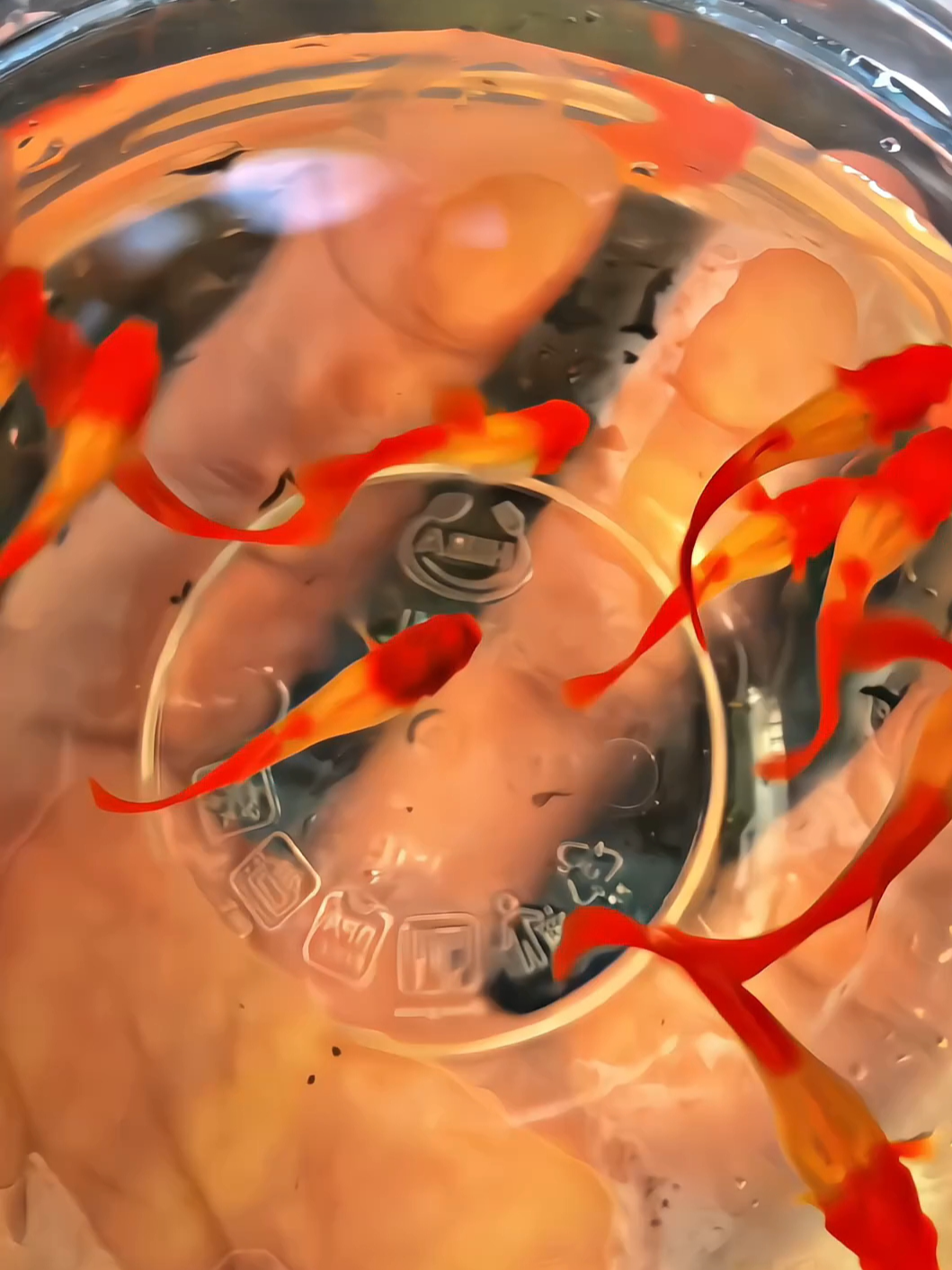 Update burayak albino koi ,betinanya sebagian sudah mutasi red ear 💥🔥 #guppyindonesia#guppyfish#guppyalbinokoiredears#guppyfarm#guppyalbinokoi#foryoupage#fyp#fypシ゚#aquatic#guppybreeder#fish