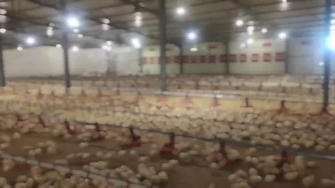 #کێڵگەی_کوردستان #دەواجین #کوردستان #شعب_الصيني_ماله_حل😂😂 