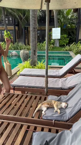 Nhân viên mèo phục vụ đánh 1 sao khách đến ngủ phè phỡn😤#xuhuong 