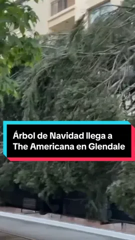 Un árbol de Navidad de 24 metros llegó a The Americana en Glendale el lunes por la mañana.⁠ ⁠ El árbol, procedente del Monte Shasta en el norte de California, estará decorado con 12,000 luces y 8,000 adornos, y permanecerá allí durante todas las fiestas.⁠ ⁠ Este centro comercial lleva más de 15 años instalando un árbol de Navidad.⁠ ⁠ #Navidad #Telemundo52 #Glendale