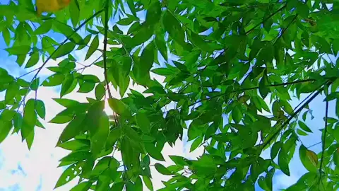 #ahuu #chakroborty #❤️❤️❤️ 