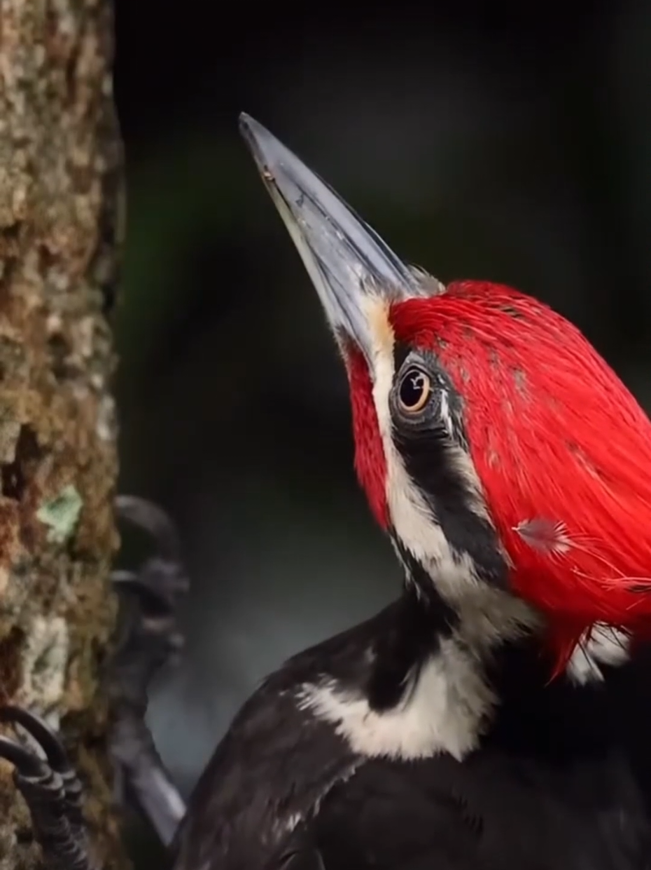Burung Pelatuk Sang Kuli Hutan #burungpelatuk #faktahewan #fyp #foryoupage 