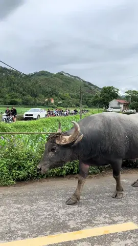 Zai Hà Nội náo loạn tại Hải Lựu 😮😮😮 #toiyeudongvat #xuhuongtrauchoi #choitrauhailuu #trauchoi #xuhuongtiktok 
