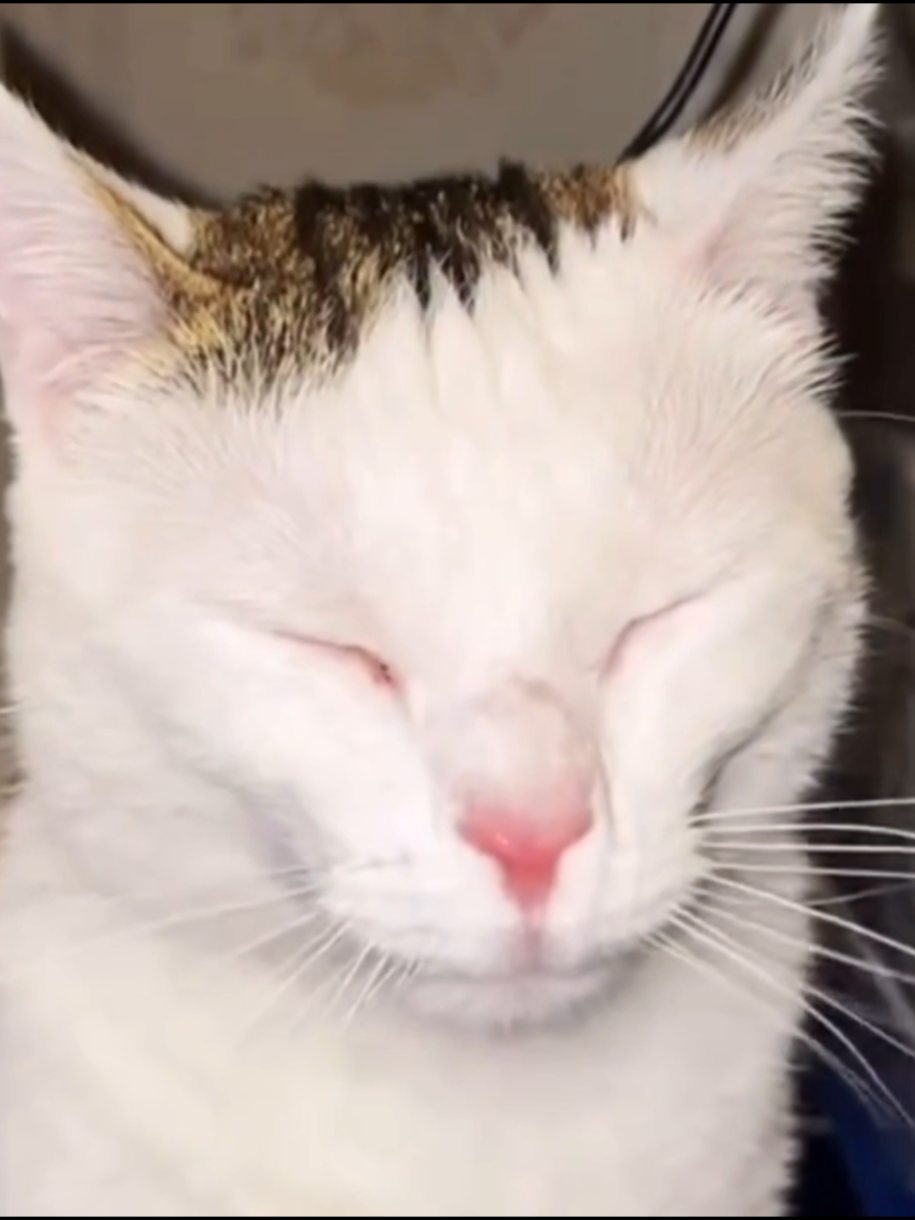 PLEASE SPEED I NEED THIS.  #explorepage #meme #CAT #speed