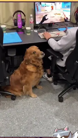 Khi chồng dắt chó đi dạo