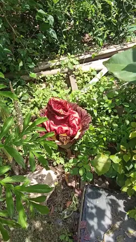 payu piro kiro kiro iki bos 🤭 #bungabangkai #bunga  #tanamanhias  #langka #fyp 