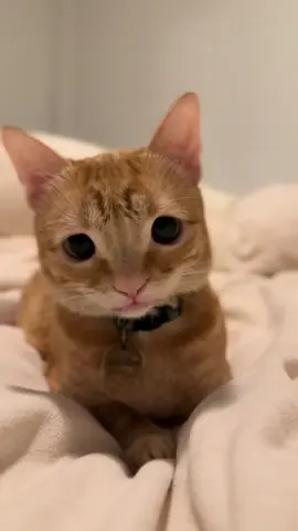 the most beautiful boy🫶 . . . follow for more nacho! #cat