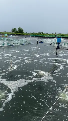 🥰🥰#xuhuong ###nuoitomcongnghecao #nuoitom 