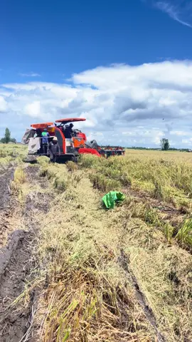 Giải cứu Diễm my bị dính bẫy 🤣🤣🤣#xuhuongtiktok #66đồngtháp #dc93 #kubota @Minh khánh66 @Võminh1997 @suongbui878 