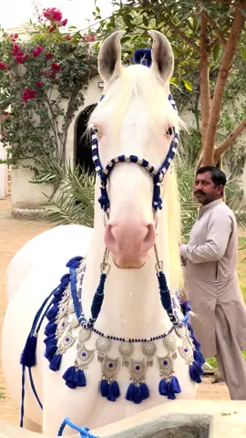 New Horse 🐴 jewelry set 2025  #foryou #foryoupage #horselife #horsejewerly #support_me 