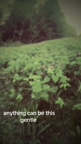 #shoegaze #dreampop #synth #ethelcain #lanadelrey 