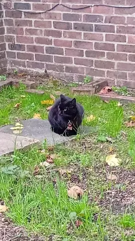 #creatorsearchinsights 