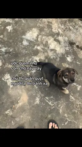 ko phải bảo e là chó đâu:))