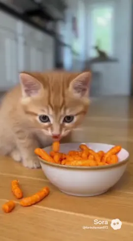 Orang kitty eats orang cheetos #orangecat #cheetos #sora #ai #fyp 