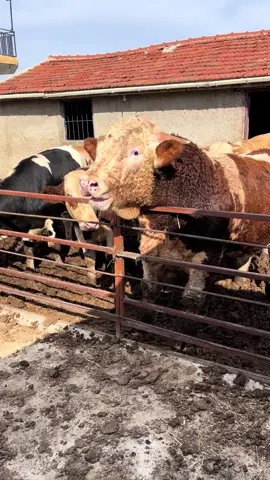 #hökürüyoo😳😳 