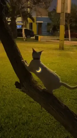 Hay talento 🐾🥹🤍 #michi #viral #funny #mascotas #catsoftiktok 