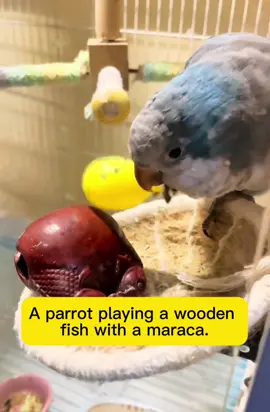 #parrot #parrottoys #pettoys 