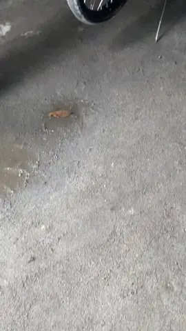 Pahinga ka mona ubet ko #streetbikeconceptproject🇹🇭😈 #thaiconcept #xrm125trinity #stayhumble #thailand 