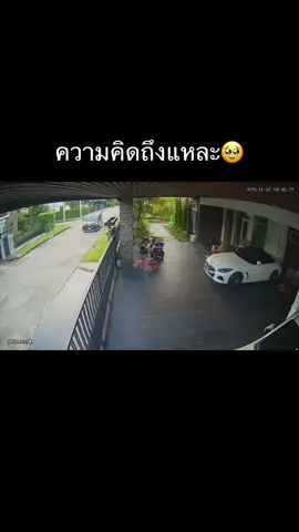 รักจัง #โกเด้นหมาน่ารัก #โกเด้น 