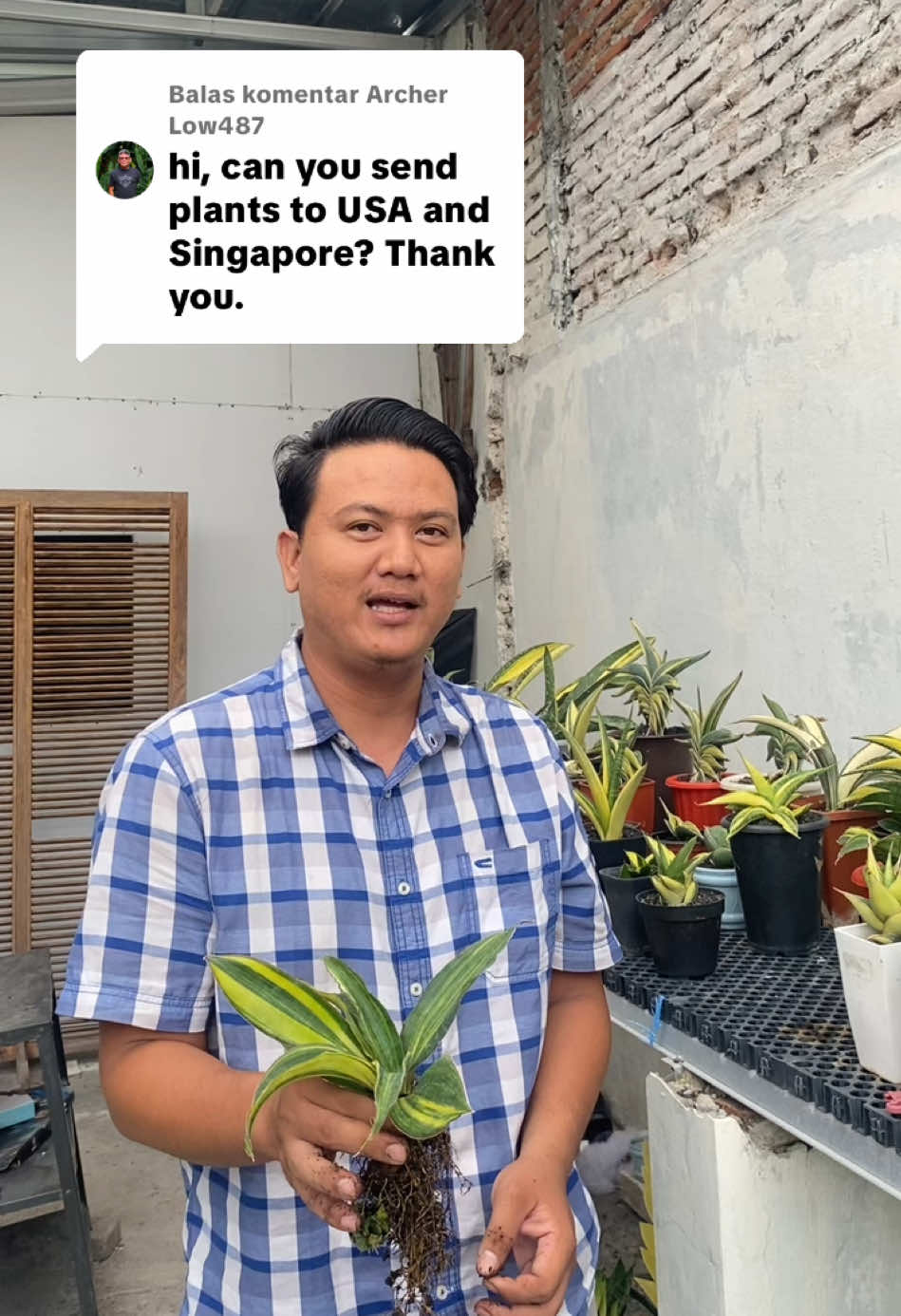 Membalas @Archer Low487  answer questions  #shipping #sansevieria #plants #singaporeplant #usaplants 