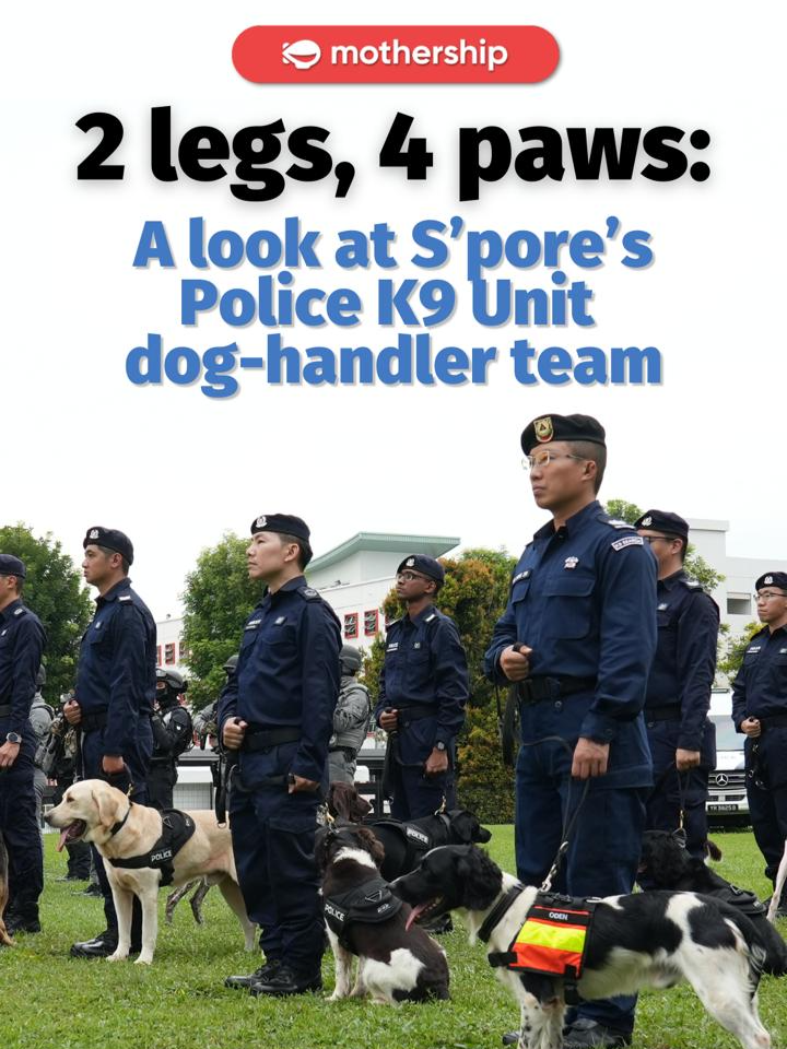 They train together, work together, and even play together. 🦮👮 Inside the Singapore Police K9 Unit, handlers and their dogs share a bond built on trust, loyalty and lots of pats. #sgnews #tiktoksg