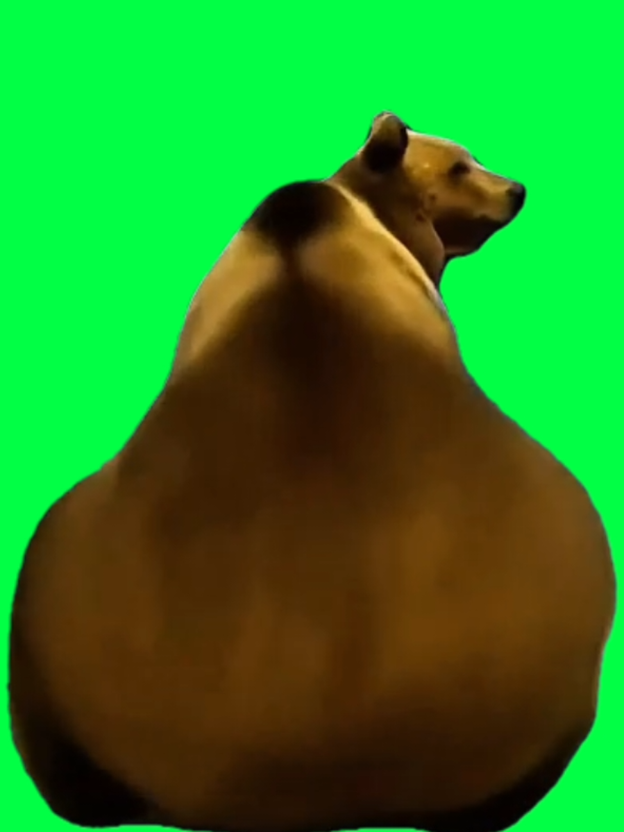 Use this CapCut green-screen of a bear dancing and bouncing its backside to the beat — full of energy, loop-friendly motion, and meme potential. Drop in your own background, sync it to a beat-heavy track, or add captions like “When the beat hits and you just gotta move” or “Back-end bounce mode activated.” Ideal for creators making reaction edits, dance-meme loops, or weird animal-centric content built for TikTok’s scroll loop algorithm. #BearBootyBounce  #AnimalMemeTemplate #greenscreenmeme  #funnyanimalvideo #capcuttemplate 