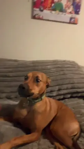 #singingwithmydog #singingtheblues #singingchallenge #singingdogs #harmonica 