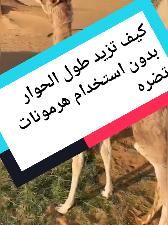 #الابل #أدوية #قطر #السعودية 