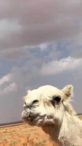 هذا اليوم #في هذا اليوم 